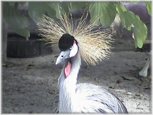 EAST AFRICAN CROWNED CRANE 0100